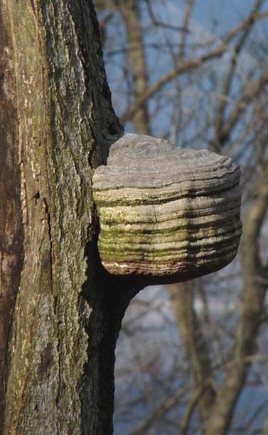 fákon élősködő gombák férgeket kezelünk gyermekeknél